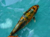 Wegen seiner schwarzen Augenmaske hei�t dieser Koi Bandit