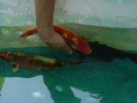 Mein Arm und die drei �ltesten Kois