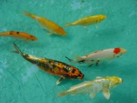 Bild Nr. 5  Kois und Goldorfe