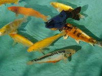 Der Schwarze hat einen orangen Bauch